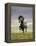 Icelandic Pony-Arctic-Images-Framed Premier Image Canvas