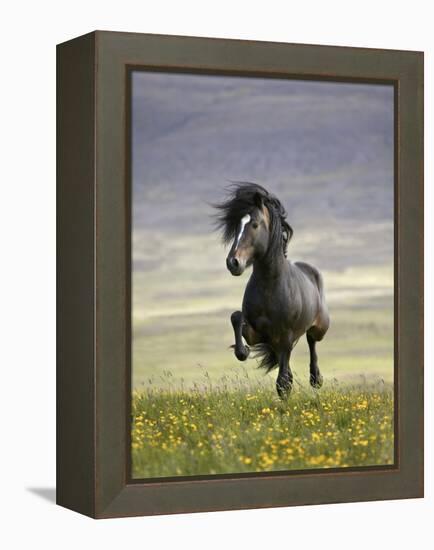 Icelandic Pony-Arctic-Images-Framed Premier Image Canvas