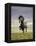 Icelandic Pony-Arctic-Images-Framed Premier Image Canvas