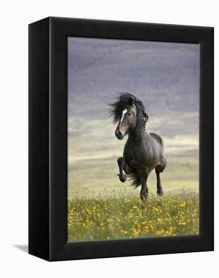 Icelandic Pony-Arctic-Images-Framed Premier Image Canvas