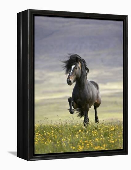 Icelandic Pony-Arctic-Images-Framed Premier Image Canvas