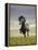 Icelandic Pony-Arctic-Images-Framed Premier Image Canvas