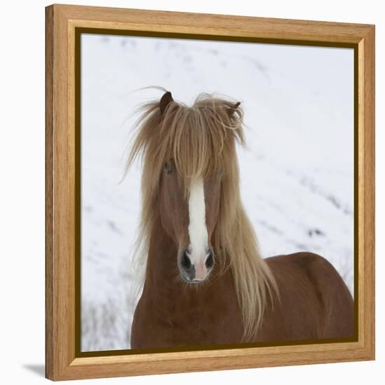 Icelandic Pony-Arctic-Images-Framed Premier Image Canvas