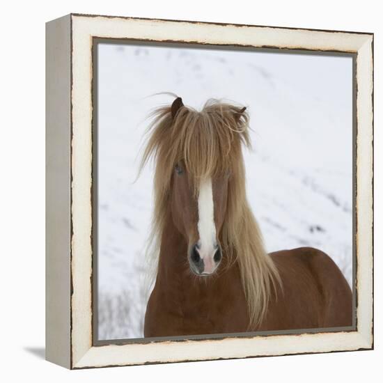 Icelandic Pony-Arctic-Images-Framed Premier Image Canvas