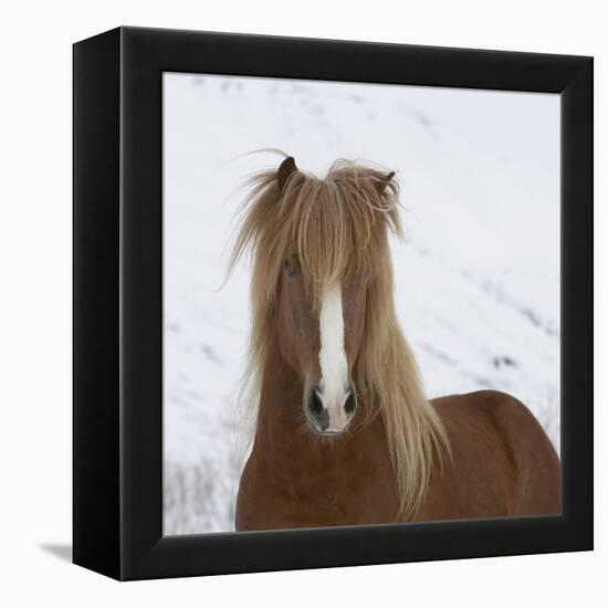 Icelandic Pony-Arctic-Images-Framed Premier Image Canvas