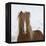 Icelandic Pony-Arctic-Images-Framed Premier Image Canvas