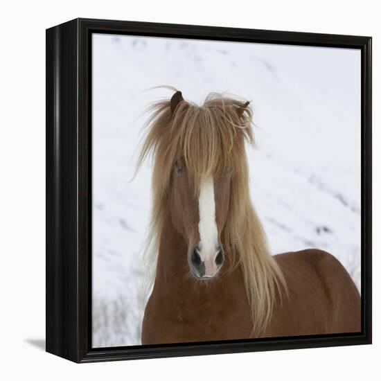 Icelandic Pony-Arctic-Images-Framed Premier Image Canvas