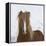 Icelandic Pony-Arctic-Images-Framed Premier Image Canvas