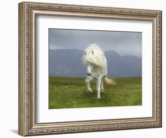 Icelandic Pony-null-Framed Photographic Print