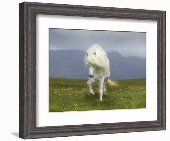 Icelandic Pony--Framed Photographic Print