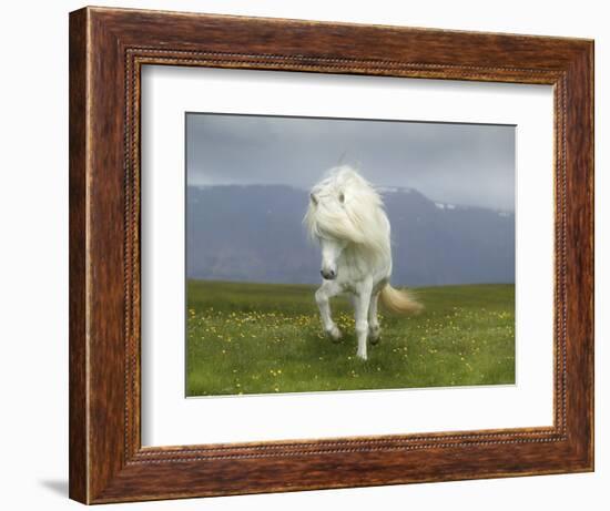 Icelandic Pony--Framed Photographic Print