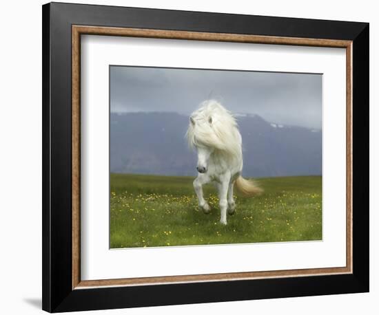 Icelandic Pony-null-Framed Photographic Print