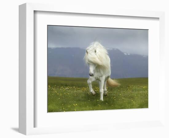 Icelandic Pony-null-Framed Photographic Print