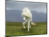 Icelandic Pony-null-Mounted Photographic Print