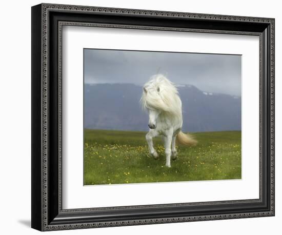 Icelandic Pony-null-Framed Photographic Print