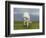 Icelandic Pony-null-Framed Photographic Print