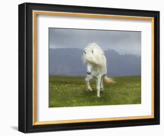 Icelandic Pony-null-Framed Photographic Print