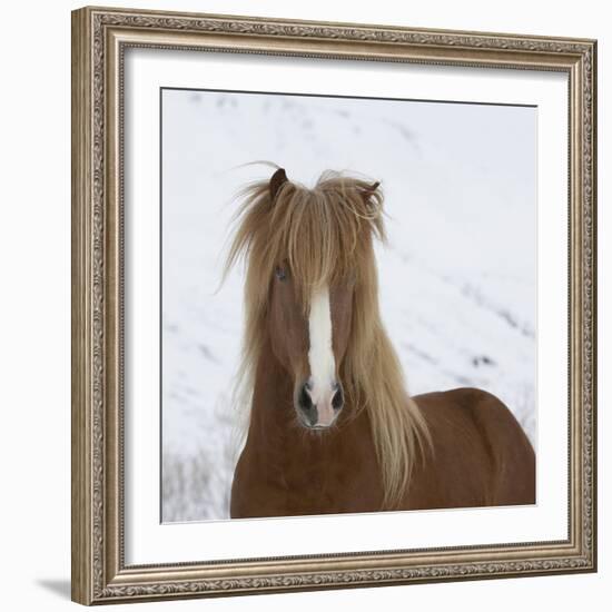 Icelandic Pony-Arctic-Images-Framed Photographic Print