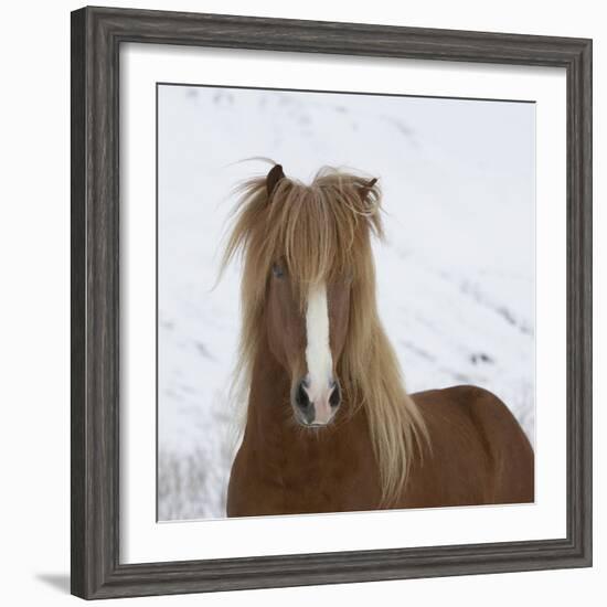 Icelandic Pony-Arctic-Images-Framed Photographic Print
