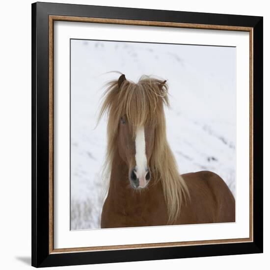 Icelandic Pony-Arctic-Images-Framed Photographic Print