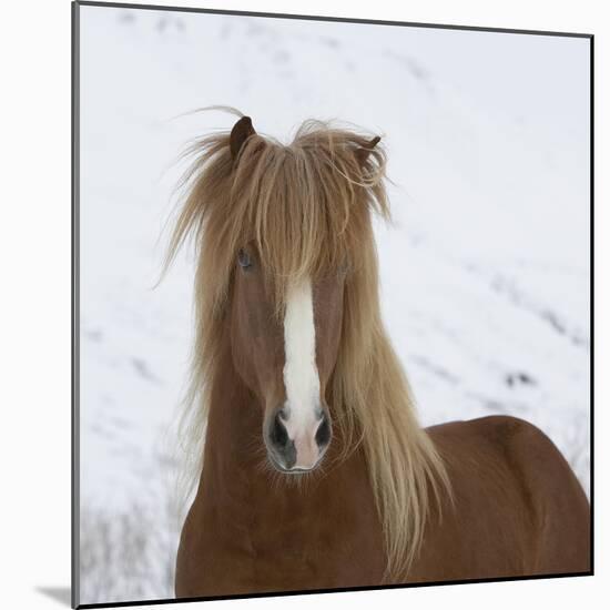 Icelandic Pony-Arctic-Images-Mounted Photographic Print