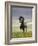 Icelandic Pony-Arctic-Images-Framed Photographic Print