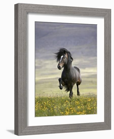 Icelandic Pony-Arctic-Images-Framed Photographic Print