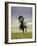 Icelandic Pony-Arctic-Images-Framed Photographic Print