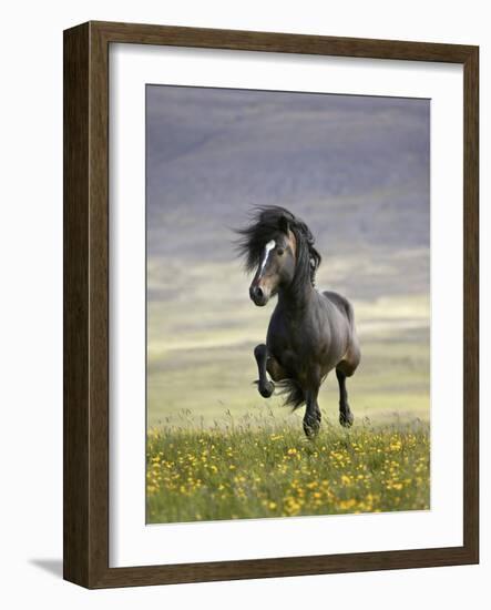 Icelandic Pony-Arctic-Images-Framed Photographic Print