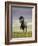 Icelandic Pony-Arctic-Images-Framed Photographic Print