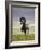 Icelandic Pony-Arctic-Images-Framed Photographic Print