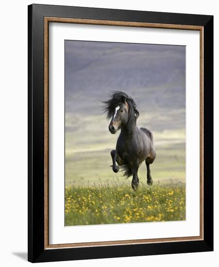 Icelandic Pony-Arctic-Images-Framed Photographic Print