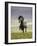 Icelandic Pony-Arctic-Images-Framed Photographic Print