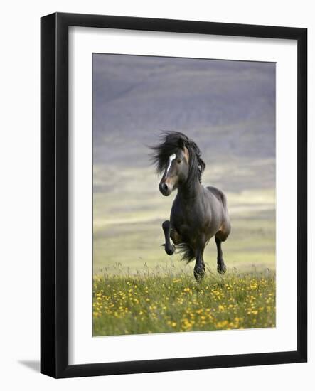 Icelandic Pony-Arctic-Images-Framed Photographic Print