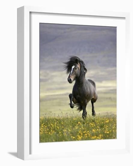 Icelandic Pony-Arctic-Images-Framed Photographic Print