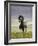 Icelandic Pony-Arctic-Images-Framed Photographic Print