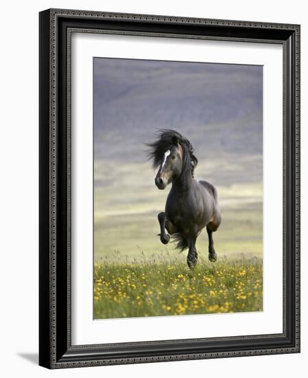 Icelandic Pony-Arctic-Images-Framed Photographic Print