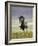 Icelandic Pony-Arctic-Images-Framed Photographic Print