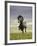 Icelandic Pony-Arctic-Images-Framed Photographic Print