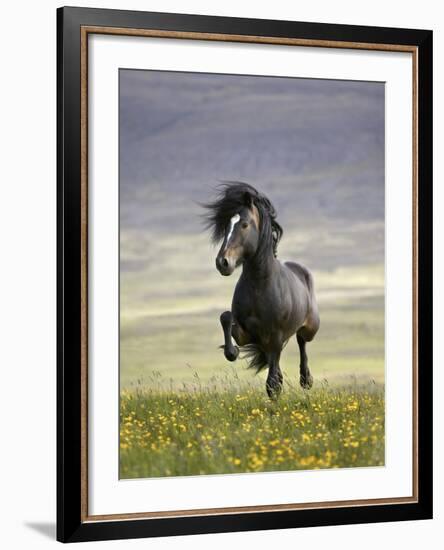 Icelandic Pony-Arctic-Images-Framed Photographic Print