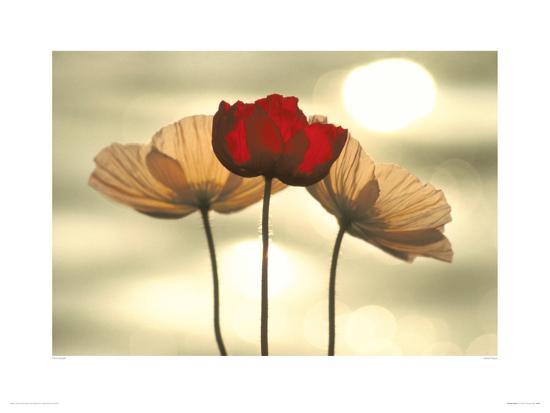 icelandic poppies giclee print by yoshizo kawasaki art com