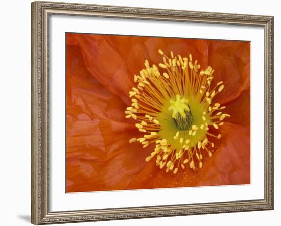 Icelandic Poppy Detail, Cannon Beach, Oregon, USA-Jamie & Judy Wild-Framed Photographic Print