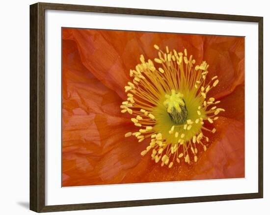 Icelandic Poppy Detail, Cannon Beach, Oregon, USA-Jamie & Judy Wild-Framed Photographic Print