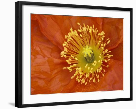 Icelandic Poppy Detail, Cannon Beach, Oregon, USA-Jamie & Judy Wild-Framed Photographic Print