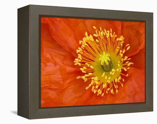 Icelandic Poppy Detail, Cannon Beach, Oregon, USA-Jamie & Judy Wild-Framed Premier Image Canvas