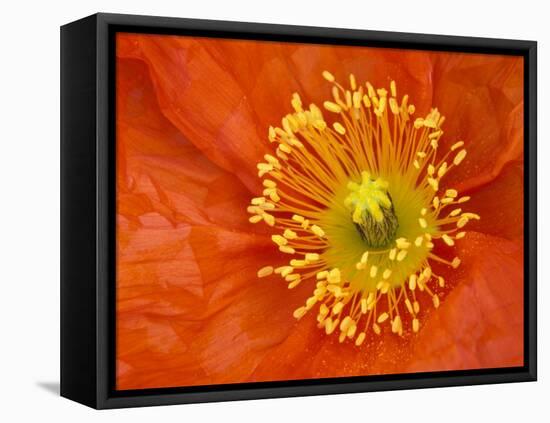 Icelandic Poppy Detail, Cannon Beach, Oregon, USA-Jamie & Judy Wild-Framed Premier Image Canvas