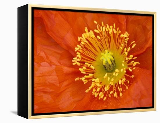 Icelandic Poppy Detail, Cannon Beach, Oregon, USA-Jamie & Judy Wild-Framed Premier Image Canvas