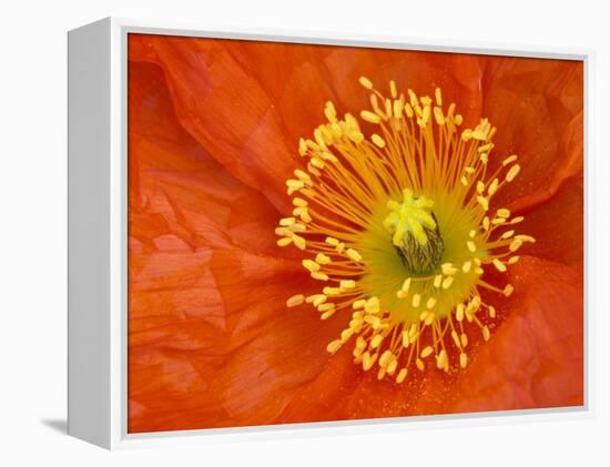 Icelandic Poppy Detail, Cannon Beach, Oregon, USA-Jamie & Judy Wild-Framed Premier Image Canvas