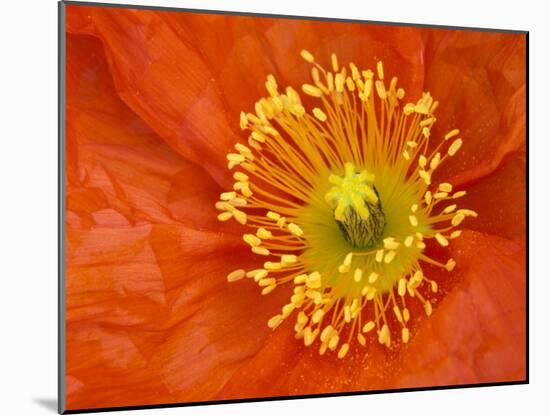 Icelandic Poppy Detail, Cannon Beach, Oregon, USA-Jamie & Judy Wild-Mounted Photographic Print