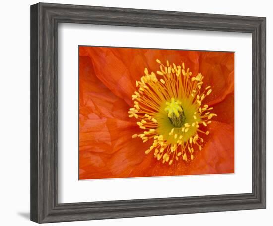 Icelandic Poppy Detail, Cannon Beach, Oregon, USA-Jamie & Judy Wild-Framed Photographic Print